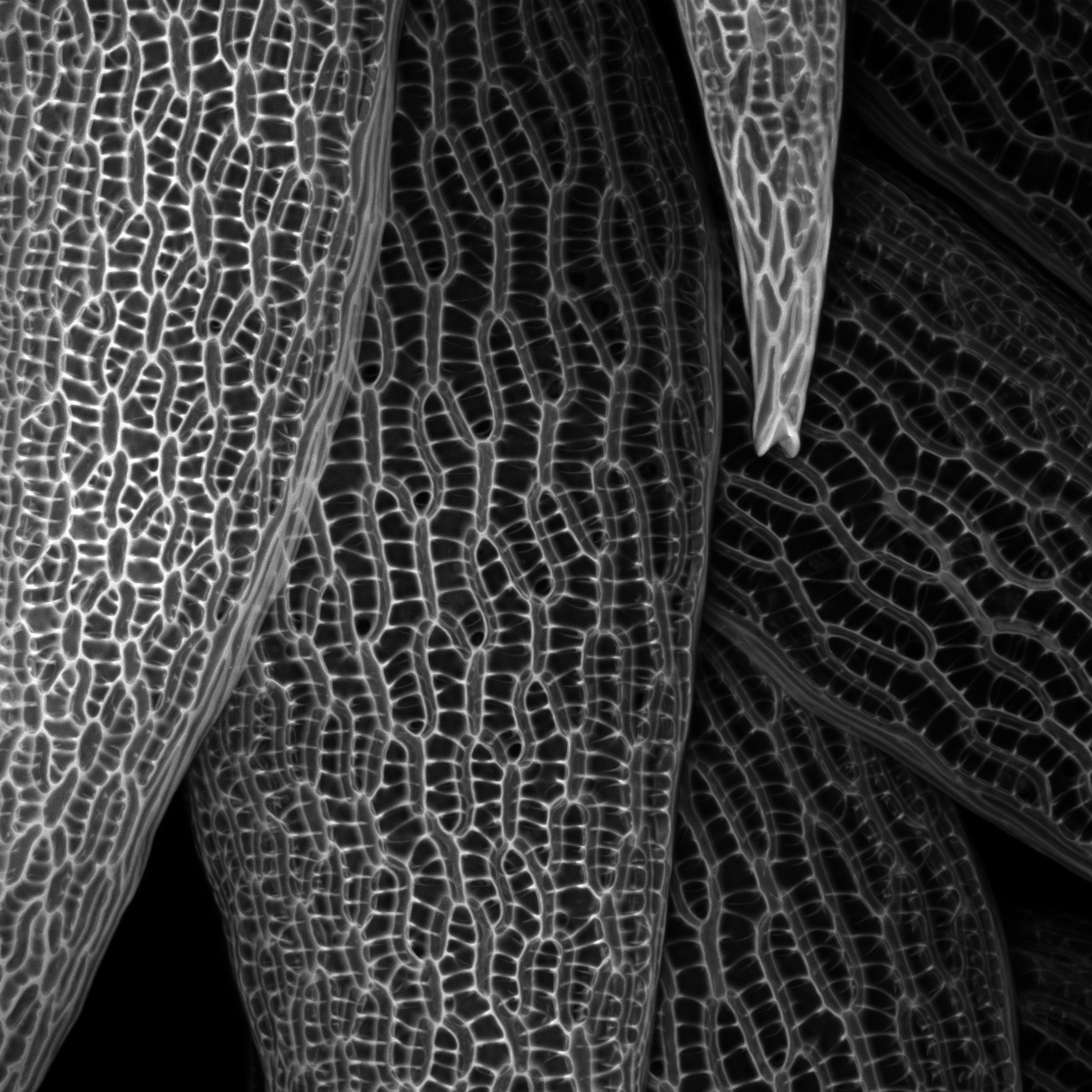Photo Micrographics Photomicrography at the University of Dundee – Kit Martin Photography