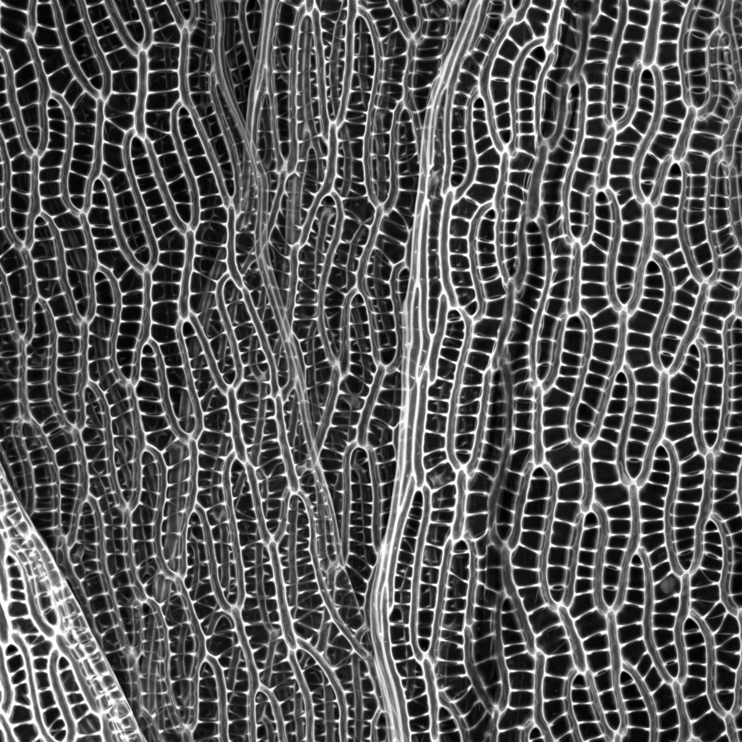 Photo Micrographics Photomicrography at the University of Dundee – Kit Martin Photography